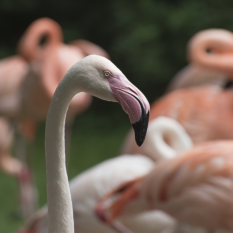 A 5 Wuppertal Zoo KA7_2619 als Smartobjekt-1 Kopie.jpg